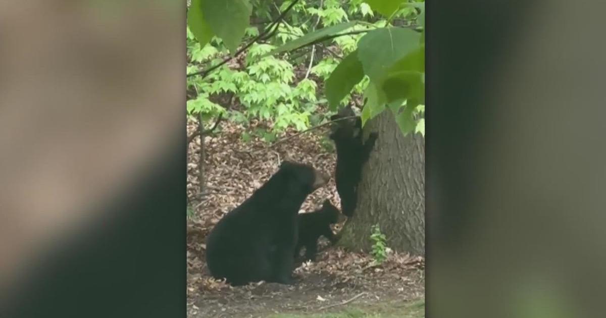 Warning issued after mother bear and 3 cubs spotted in Penn Township