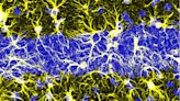 Study shows that astrocytes integrate information about past events in their soma