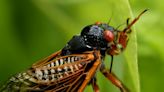 Miles de millones de cigarras emergerán de la tierra en EEUU