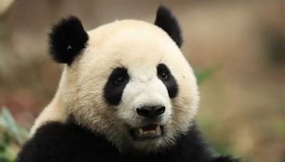 兩中國大熊貓 下周一赴西班牙旅居10年