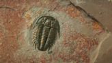 Ancient sea creature found preserved after millions of years