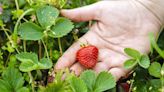 Skipping tip for growing strawberry plants means risking disease