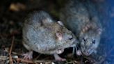 Could disease-spreading rodents be entering your IL home this winter? What to look for