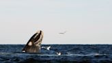 Puerto Madryn, la ciudad de la Patagonia que convive con las ballenas