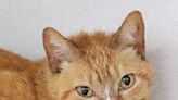 Shy, orange tabby searches for new home