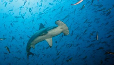 Several shark species are facing extinction. Here’s how you can help | CNN