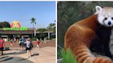 ¡Panda Rojo a la fuga! Escapa del Zoológico de San Diego