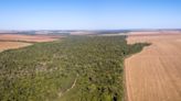 Investigators link major companies to overlooked ecological catastrophe in Brazil — and some 'juggernaut' banks are behind it