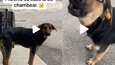 El perrito Pichirilo que causa sensación por vender pescado en México