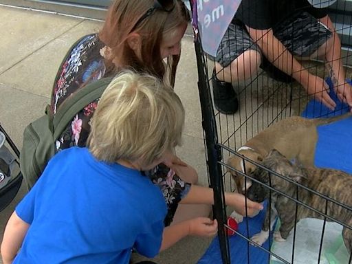 Three Dog Bakery hosts ice cream social to benefit dog adoptions