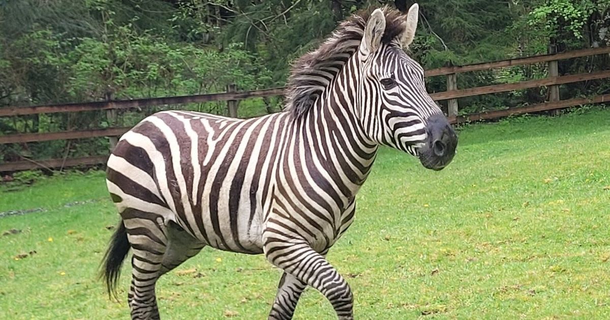 4 zebras escape trailer off eastbound I-90 by North Bend