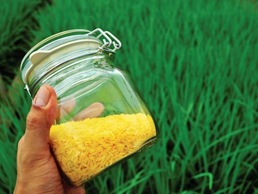 Genetically modified golden rice may yet succeed in the Philippines