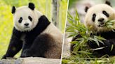 EXCLUSIVE: 2 new giant pandas are coming to the Smithsonian’s National Zoo from China