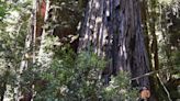 Visiting the World's Tallest Tree in This California National Park Could Result in a $5,000 Fine or Jail Time — Here's Why