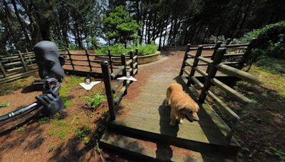 Un perro es protagonista en el Google Maps coreano, persiguió la cámara y salió en miles de fotos