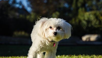 Lost Maltipoo Found 350 Miles From Home To be Reunited with Family in Houston