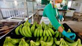 Banano en Colombia: la fruta más producida en el país está en jaque para seguir siendo exportado