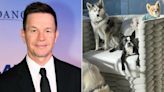 Mark Wahlberg Has 4 Dogs — Plus a Canine Costar in His New Movie — Even Though He's Allergic (Exclusive)