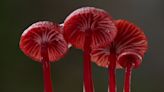 Fungi Feature ‘Follow the Rain’ Boarded by Escapade Media