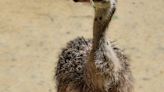 El Zoobotánico de Jerez da la bienvenida a la primera cría de avestruz de cuello rojo de la temporada