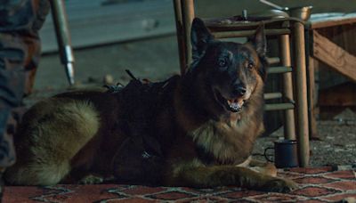 Norman Reedus, other Walking Dead stars pay tribute to good dog who played "Dog"