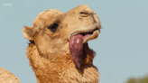 Mammals fans grossed out by 'revolting' camel display
