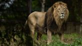 Dublin Zoo welcomes new Asian lion - Homepage - Western People