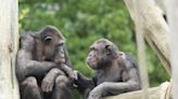 Apes can remember friends they haven't seen for over 25 years, a new study shows. That's longer than a dolphin's memory.