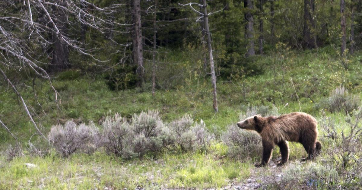 Ornery grizzly bear forces closure of Red Lodge-area campgrounds