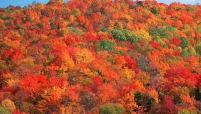 Here’s when fall foliage will peak across US in 2024