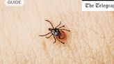 What tick bites look like and how to deal with suspected Lyme disease