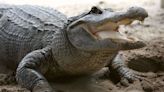 Hunters Capture and Kill Largest Alligator in Mississippi History