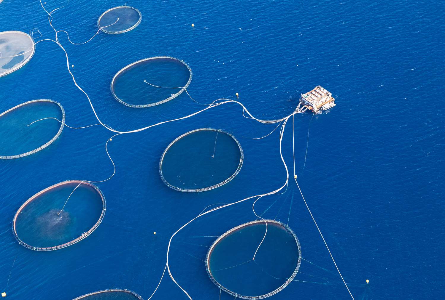 William Shatner Is Raging About Open-Net Salmon Farms in Canada — Here’s What to Know