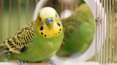 Parakeet Welcomes New Baby Birds to the House in Sweet Video