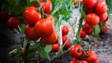 7 ways to get more fruit from a tomato plant