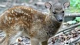 One of the world’s rarest animals was just born in a special breeding program: ‘They are thriving’