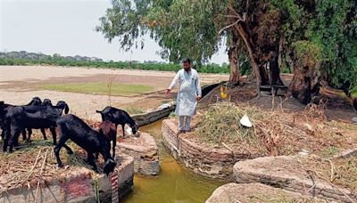 Tail-end farmers in south-western Punjab grapple with severe water shortage