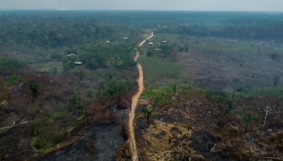 Germany joins criticism of EU anti-deforestation law