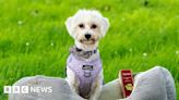 Dudley dog found as puppy with leg 'chewed off' wins award