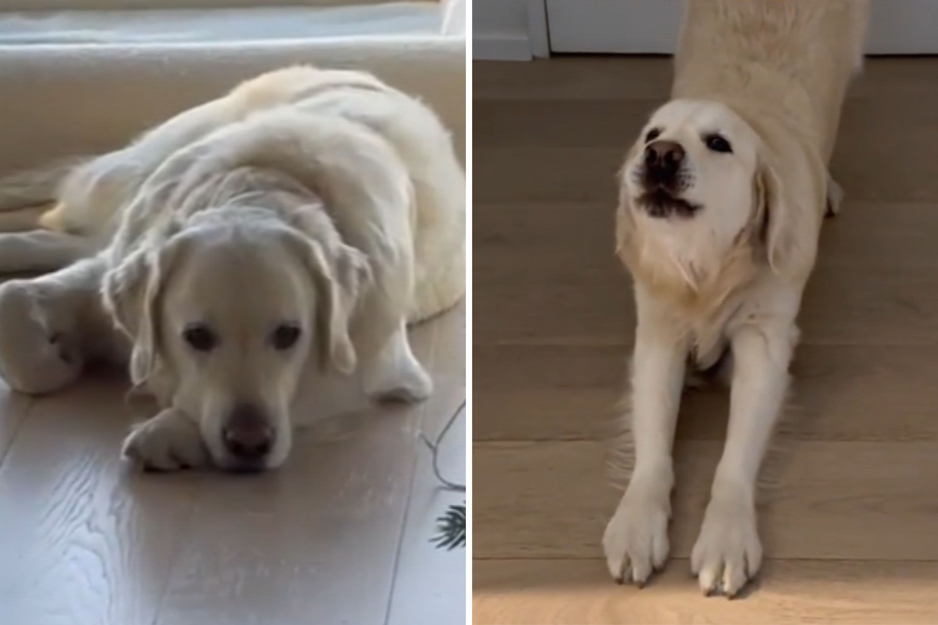 Retriever thought he wasn't invited to party, watch moment he learns truth