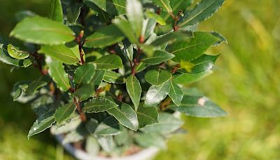 Fresh Bay Leaf Smells Amazing. Grow Your Own and Never Run Out