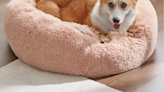 Shop Amazon's Big Spring Sale for Major Pet Deals on Food, Toys, Beds, and More