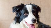 Internet in hysterics at border collie filmed doing "shots" with owner