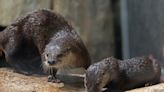 Check out this cute video of four otters running along the Milwaukee Riverwalk