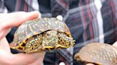 Ornate box turtles the focus of June's First Thursday Presentation