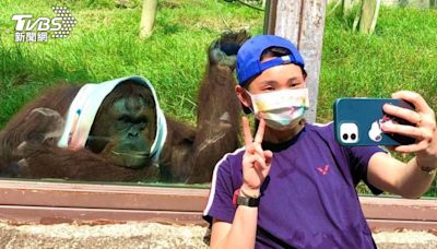 小戴也被圈粉！紅毛猩猩「咪咪」離世 壽山動物園痛別老朋友