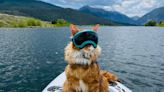 Man’s Best Friend Can’t Compare to These 9 Adventure Cats