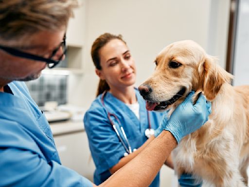 Nationwide is dropping pet insurance coverage for 100,000 animals