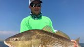 Can Redfish Stocking Save Declining Populations in Louisiana?