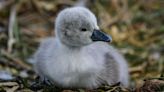 Man rescues baby cygnet that was 'left behind'